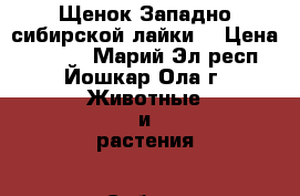 Щенок Западно-сибирской лайки  › Цена ­ 5 000 - Марий Эл респ., Йошкар-Ола г. Животные и растения » Собаки   . Марий Эл респ.,Йошкар-Ола г.